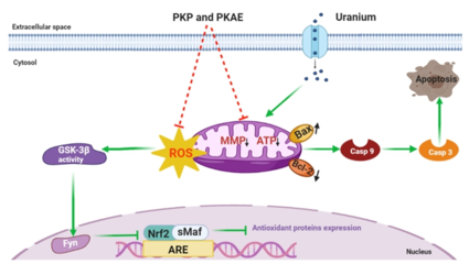 西南科技大学天然产物课题组在黄精炮制与抗辐射研究方面取得重要进展，助力健身器材行业健康应用